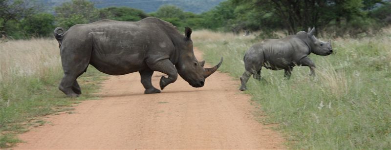 Ecotourism safari booking in Southern circuit Tanzania, Kilimanjaro climbing and Serengeti Ndutu Ecotourism safari booking in Southern circuit Tanzania, Kilimanjaro climbing and Serengeti Ndutu